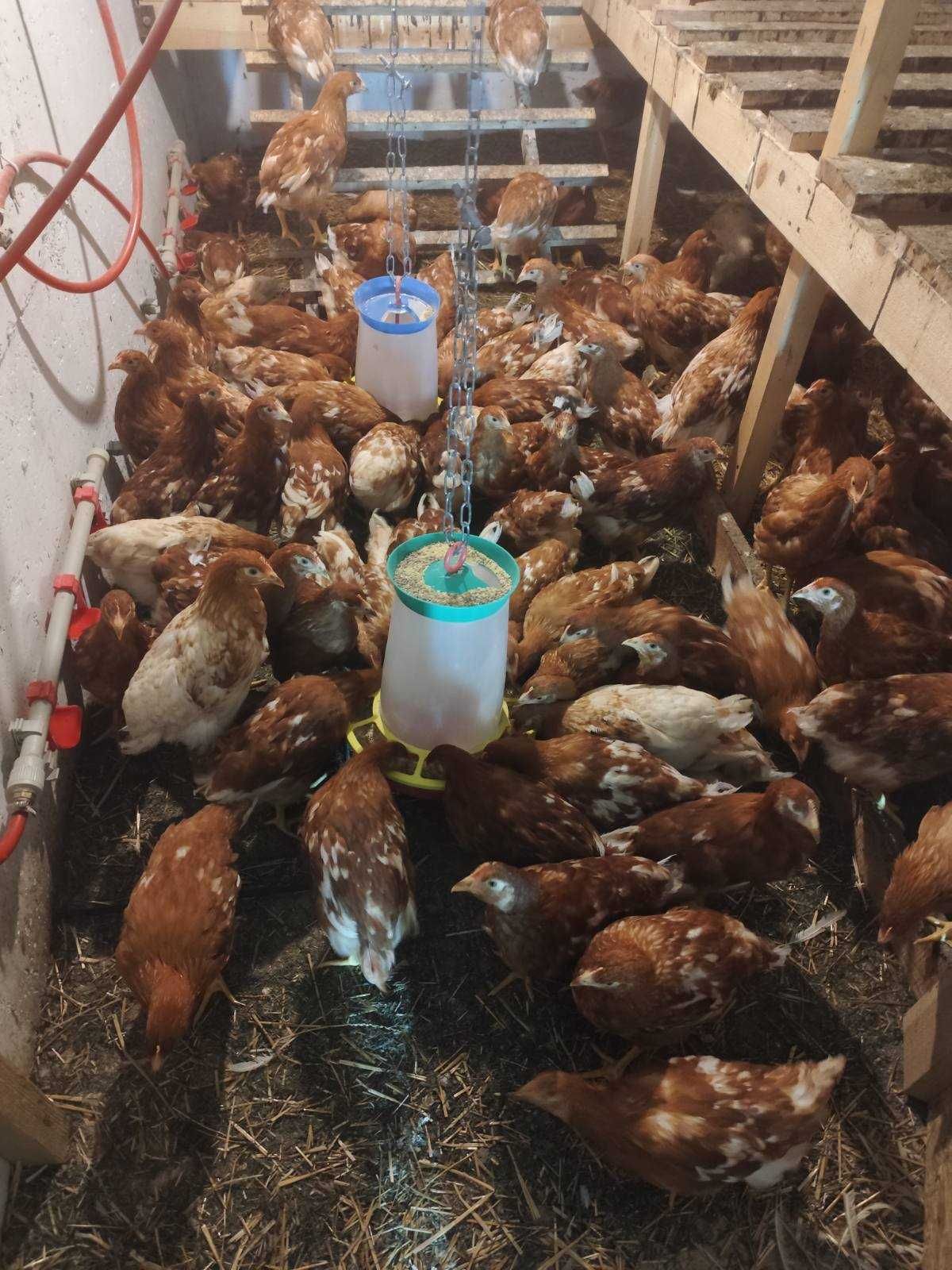 Кури курчата Ломан Браун,ДОМІНАНТ