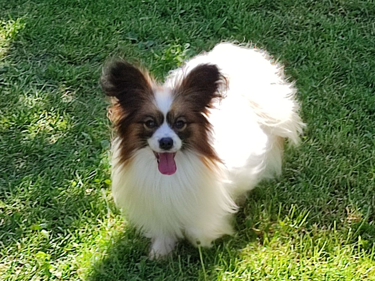 Piesek papillon spaniel kontynentalny miniaturowy .