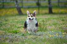 Welsh Corgi Pembroke FCI  suczka
