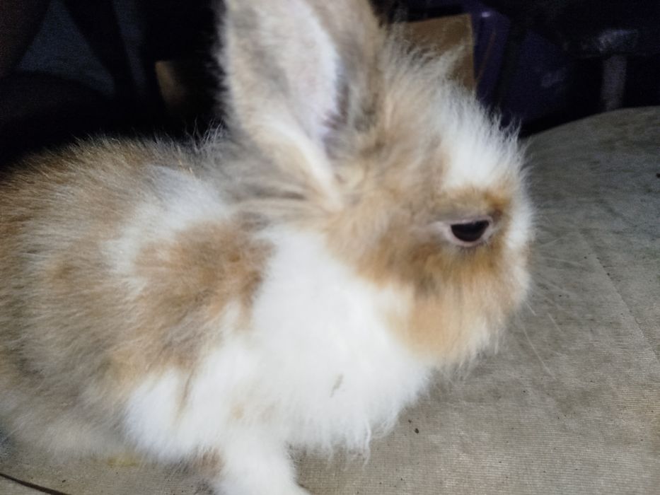 Miniatury króliczków angora i karzełek Tedy