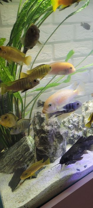 Akwarium 350 L z szafką