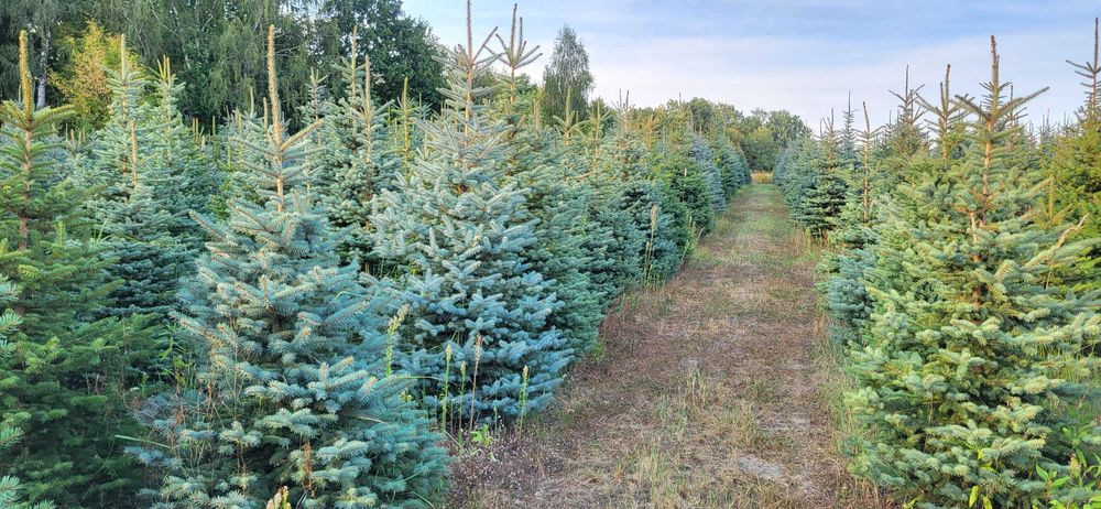 CHOINKI Świerk srebrny HURT własna plantacja cięte donice transport
