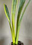 Sansevieria 'Assalam'  sansewieria