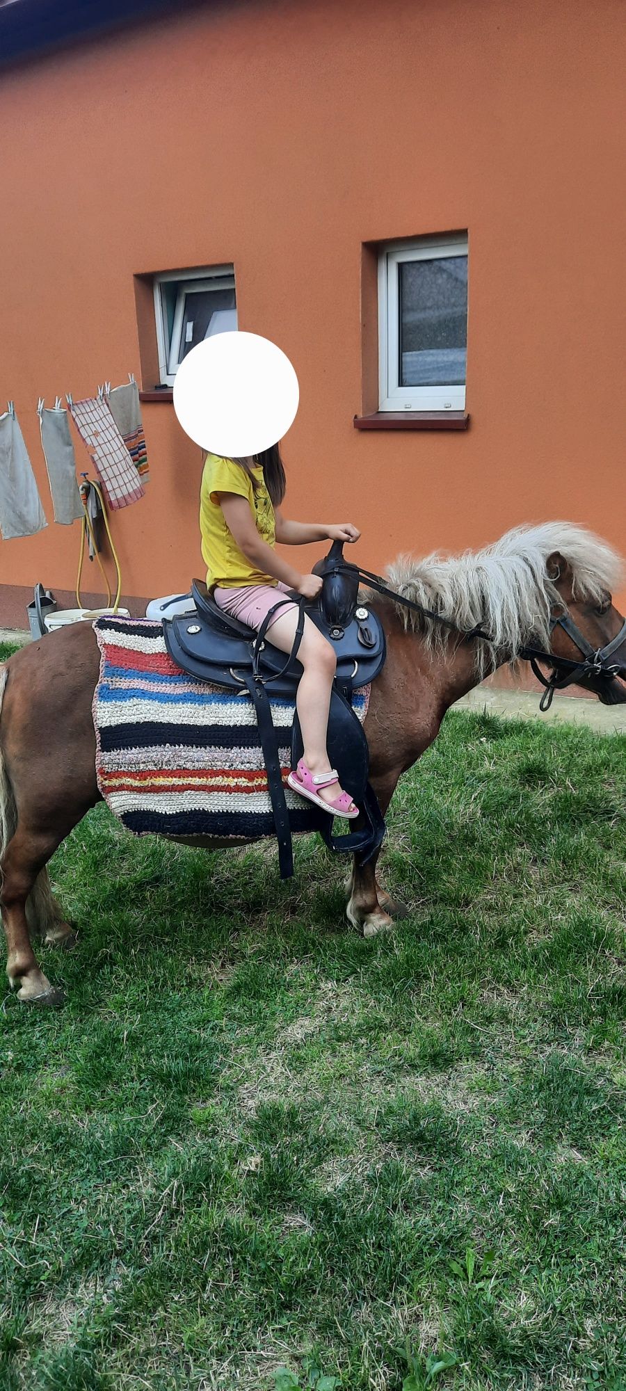 Klacz kucyka ze źrubką