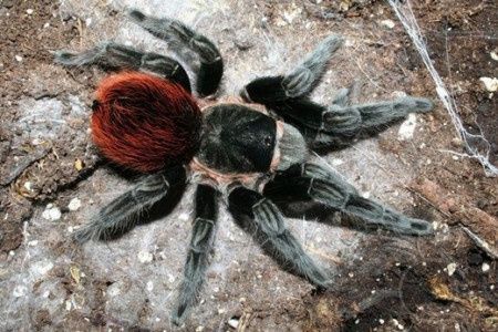 Тлилтокатль ваганс (Tliltocatl vagans ранее Brachypelma vagans) взросл