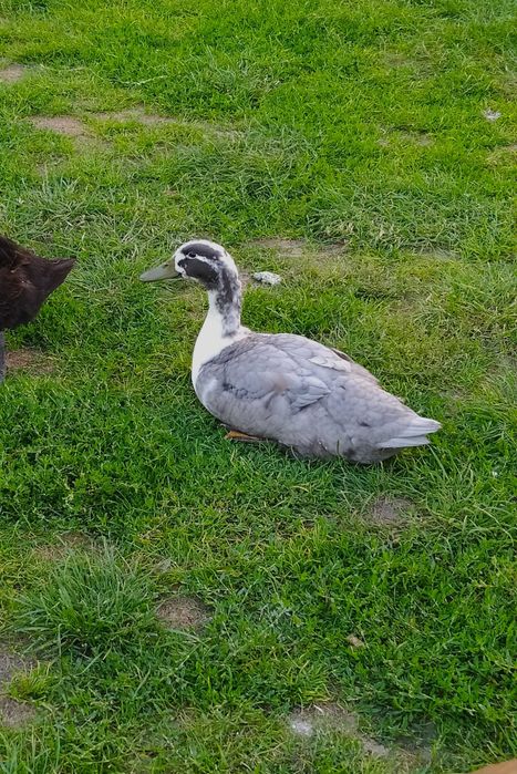 Kaczor staropolski mix niebieski