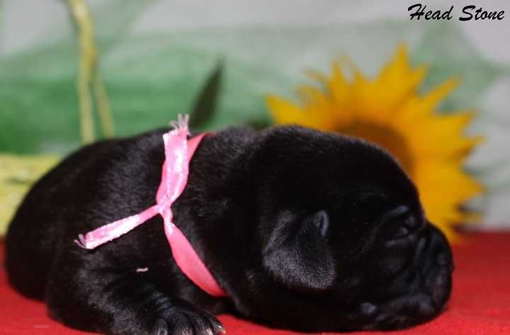 Лабрадор ретривер Щенки КСУ