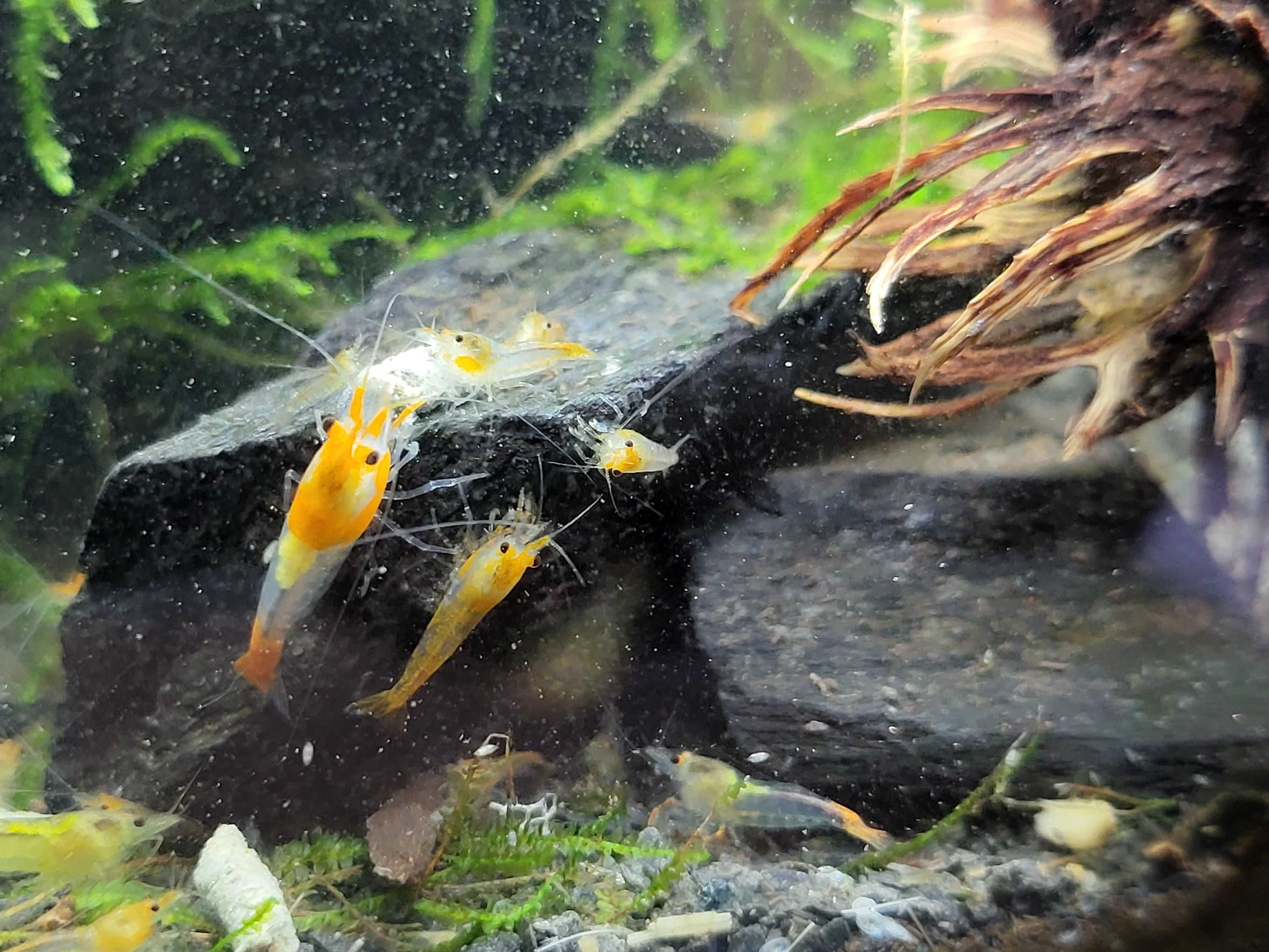 Krewetki Neocaridina orange rili