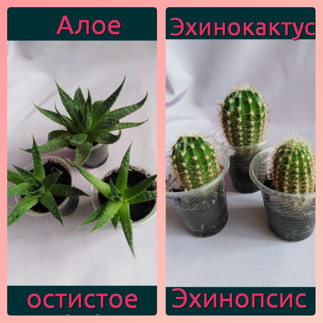 Оксалисы 3с., суккуленты: кактус стапелия алое крассула каланхое лечеб