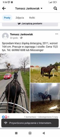 Sprzedam klacz śląską