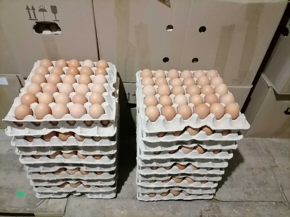 Инкубаційне яйце Грізбар