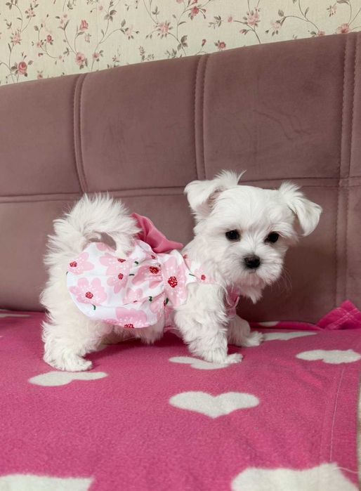 міні дівчинка мальтезе КСУ