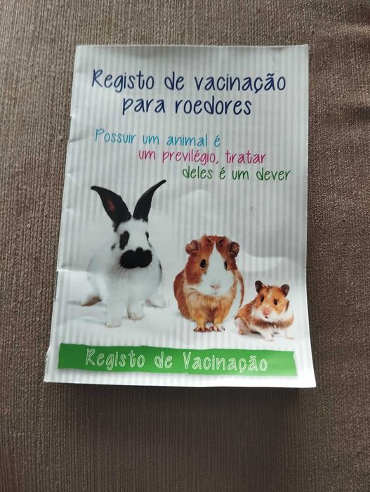 Coelha raça belier