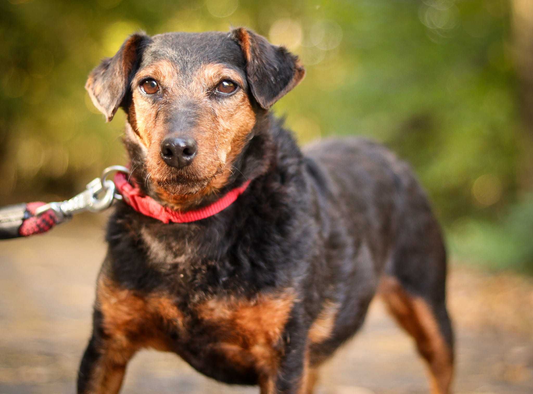 Sunia terier niemiecki do adopcji