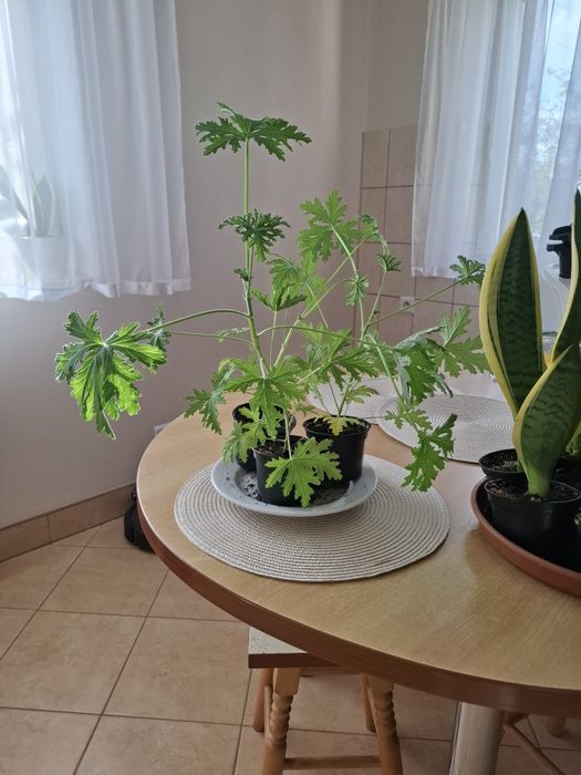 Kwiaty doniczkowe sansewieria,aloes, anginka