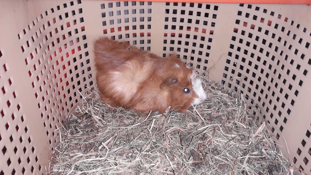 Морська свинка,  розетка