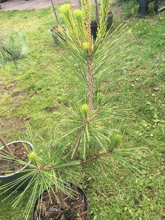 Bonsai  szczepione na pniu iglaste i liściaste  sosna katalpa klon ..