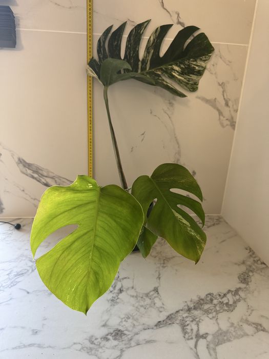 Monstera variegata, ukorzenione rośliny