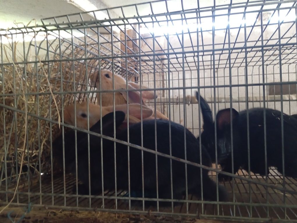 Coelhos caseiros alimentados a feno
