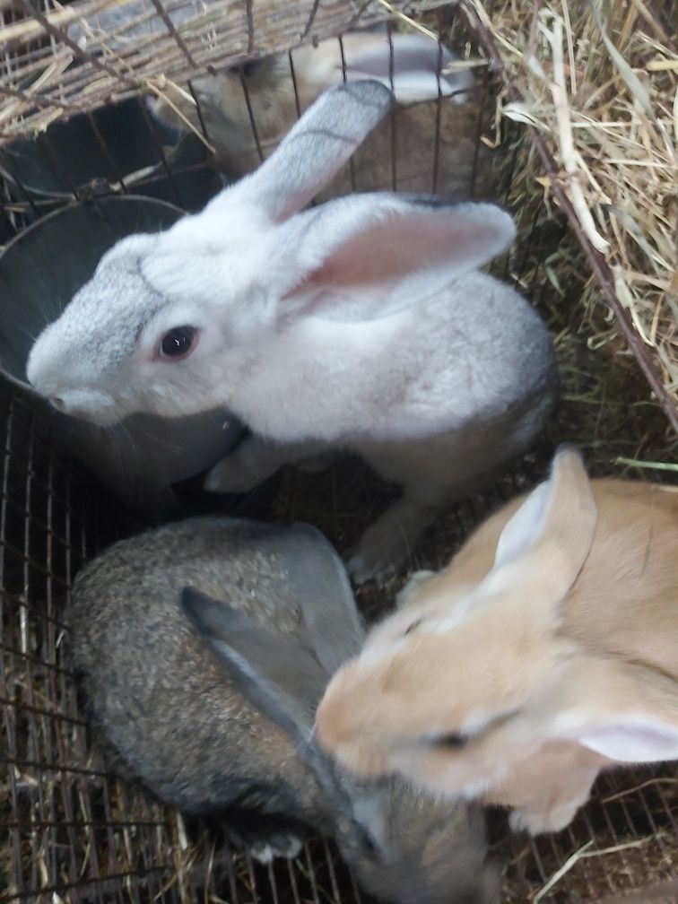 Coelhos caseiros