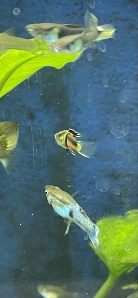 Guppys para venda
