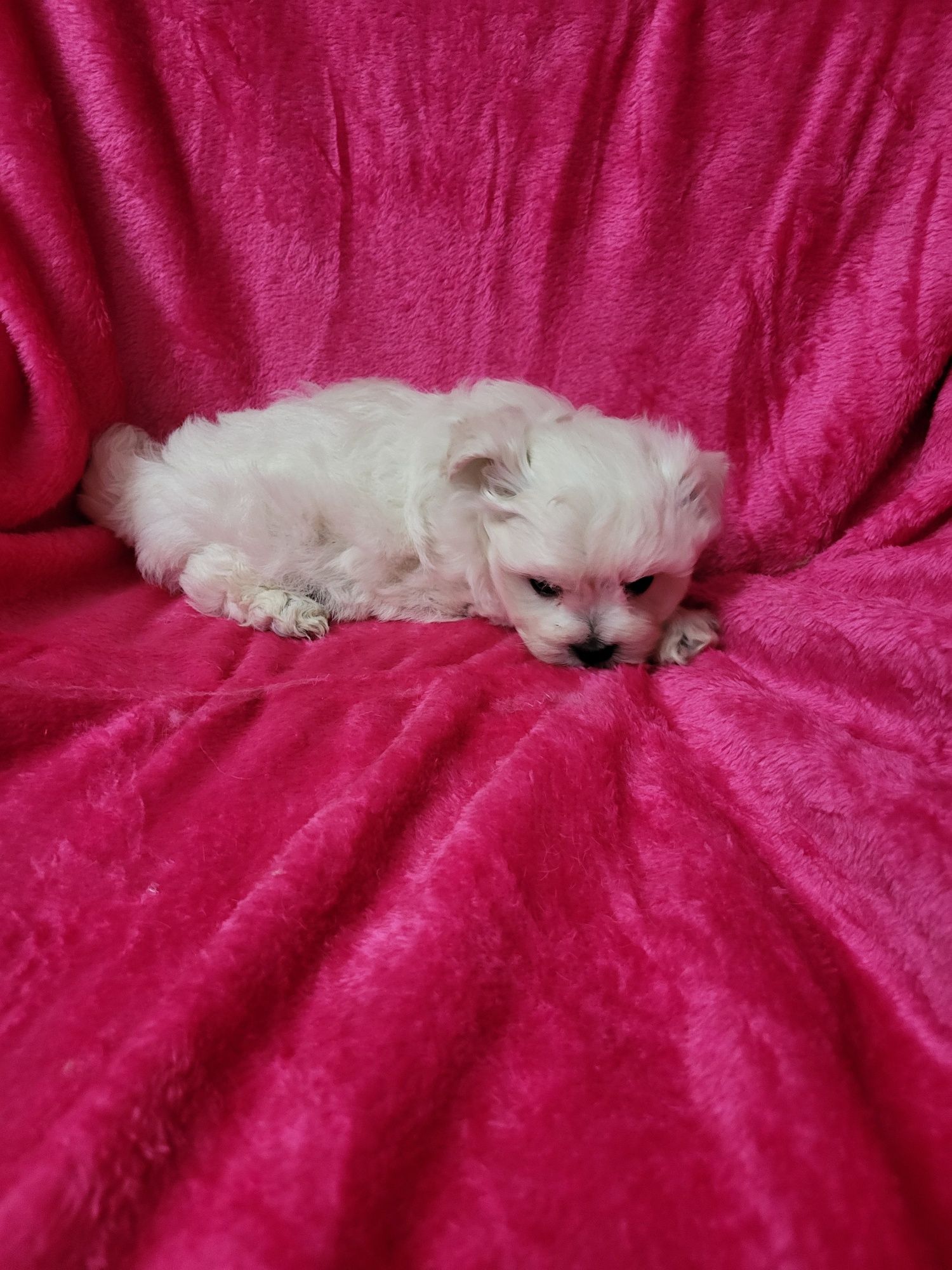 Bichon Maltês  menina excelente exemplar da raça