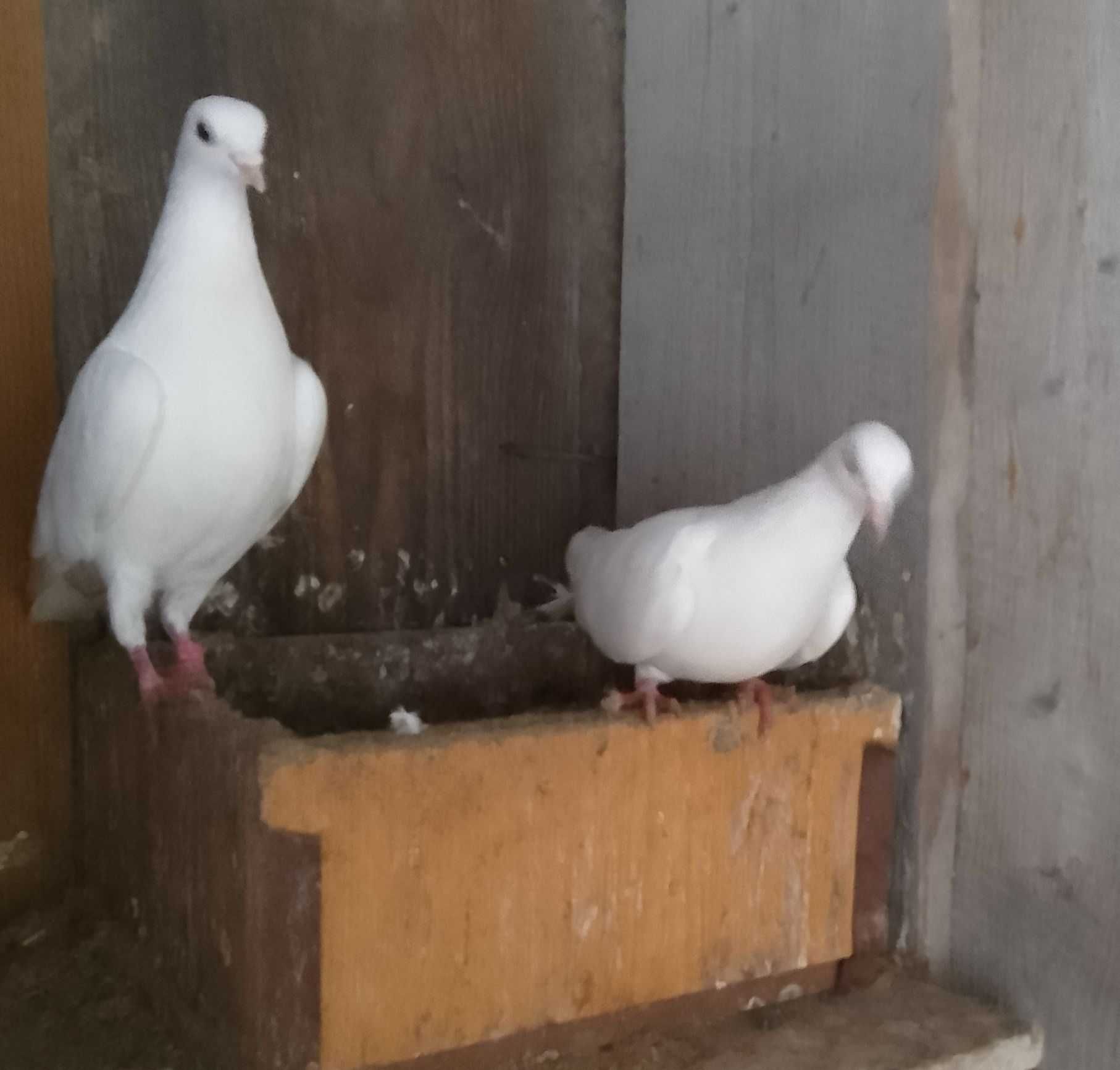 Продам голуби Бодапешти та Чепелі.