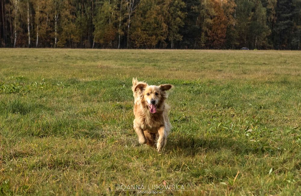 Mix cocer spaniel i golden do adopcji!