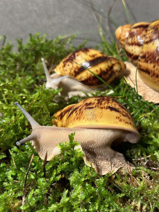 Archahatina Marginata Ovum