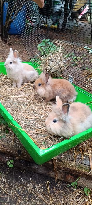 Króliki miniaturki sprzedam