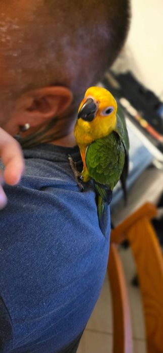 Aratinga jandaya muito meigo