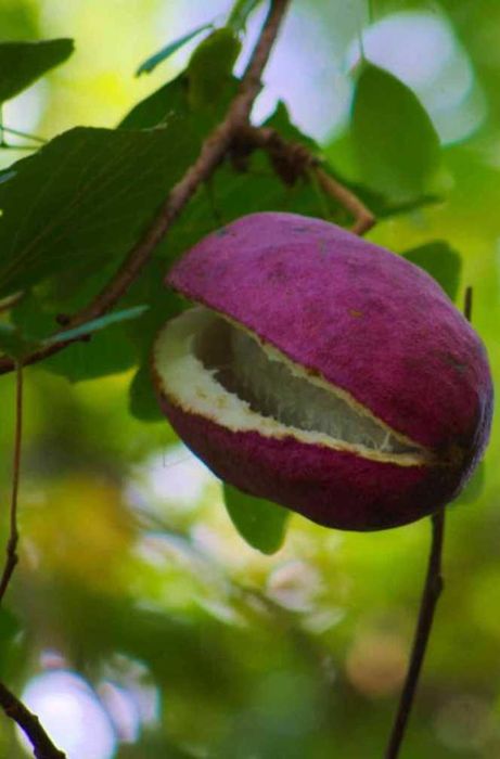 Árvore fruto AKEBIA QUINATA Japão Coreia - portes grátis