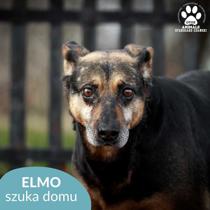 Przestraszony Elmo szuka spokoju