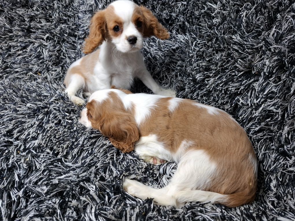 Cavalier king charles spaniel piesek