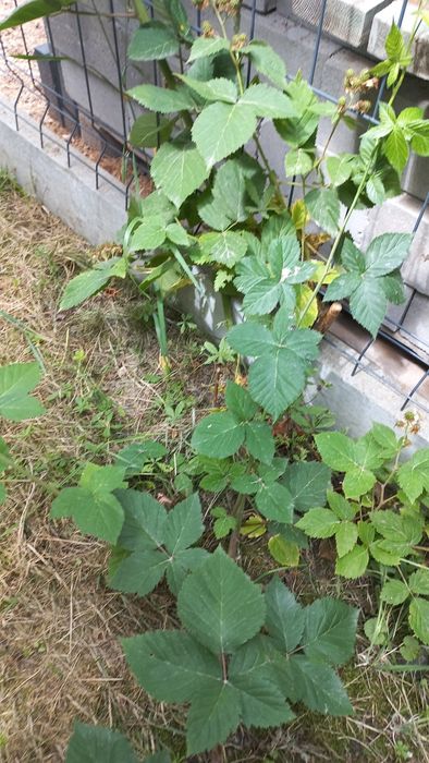 Jeżyna bezkolcowa, duże i słodkie owoce 3 szt.