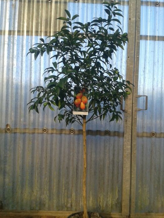 Kumquat e Limão Caviar - TRONCO GROSSO - preço especial para produções