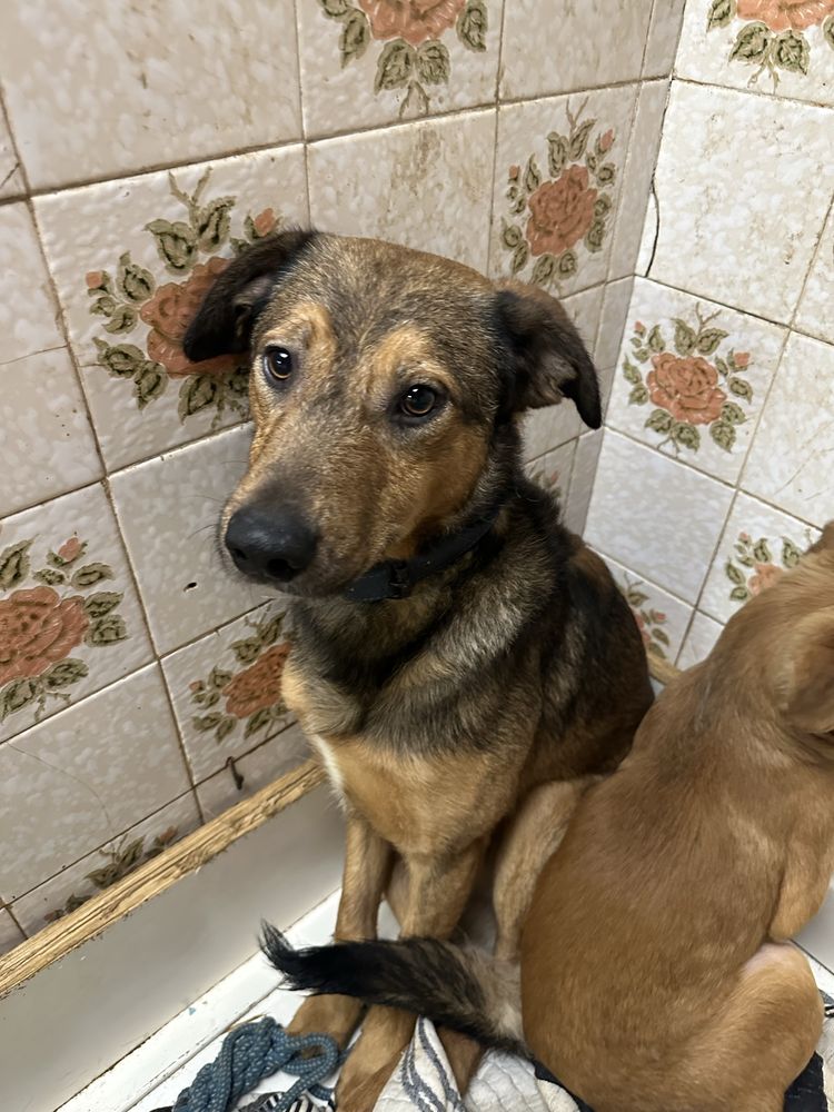 Cão 1 ano - vacinado e oferta da esterilização