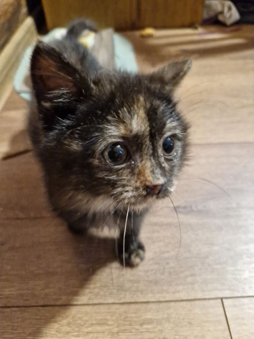 Oddam ( znaleziono kota) kotka