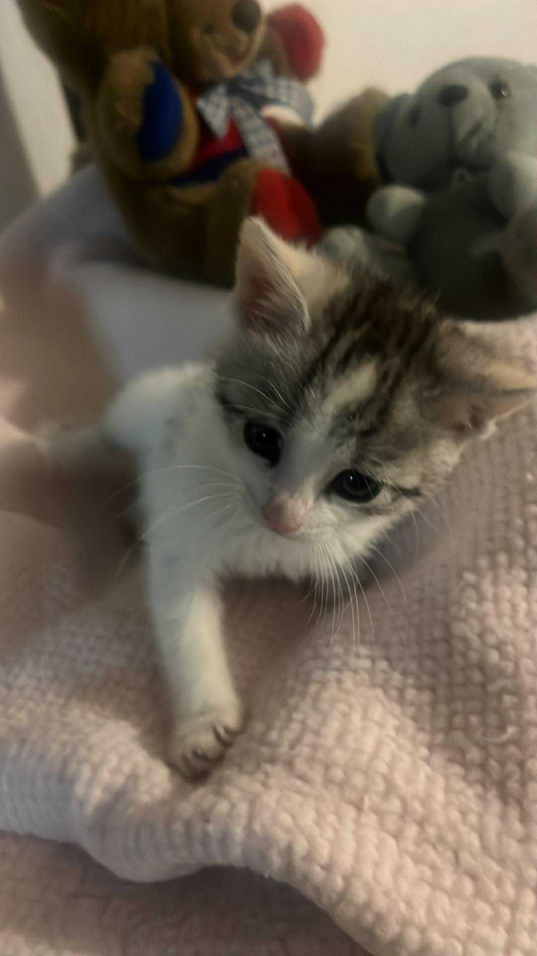 Śliczna koteczka do adopcji