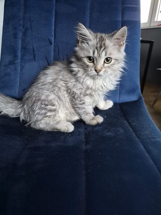 po Championach rodowód FPL FIFE Neva Masquerade kotka kot Syberyjski