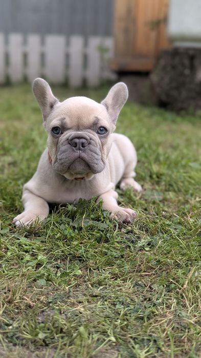 Цуценята французького бульдога сірого та палевого забарвлення