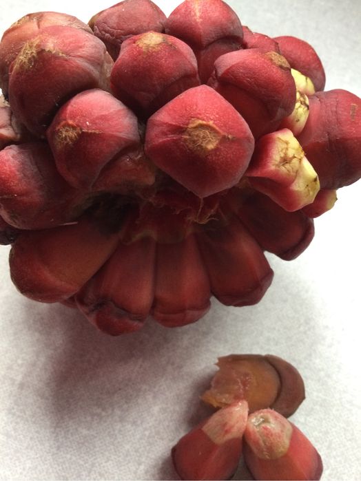 5 Sementes de kadsura coccinea frescas