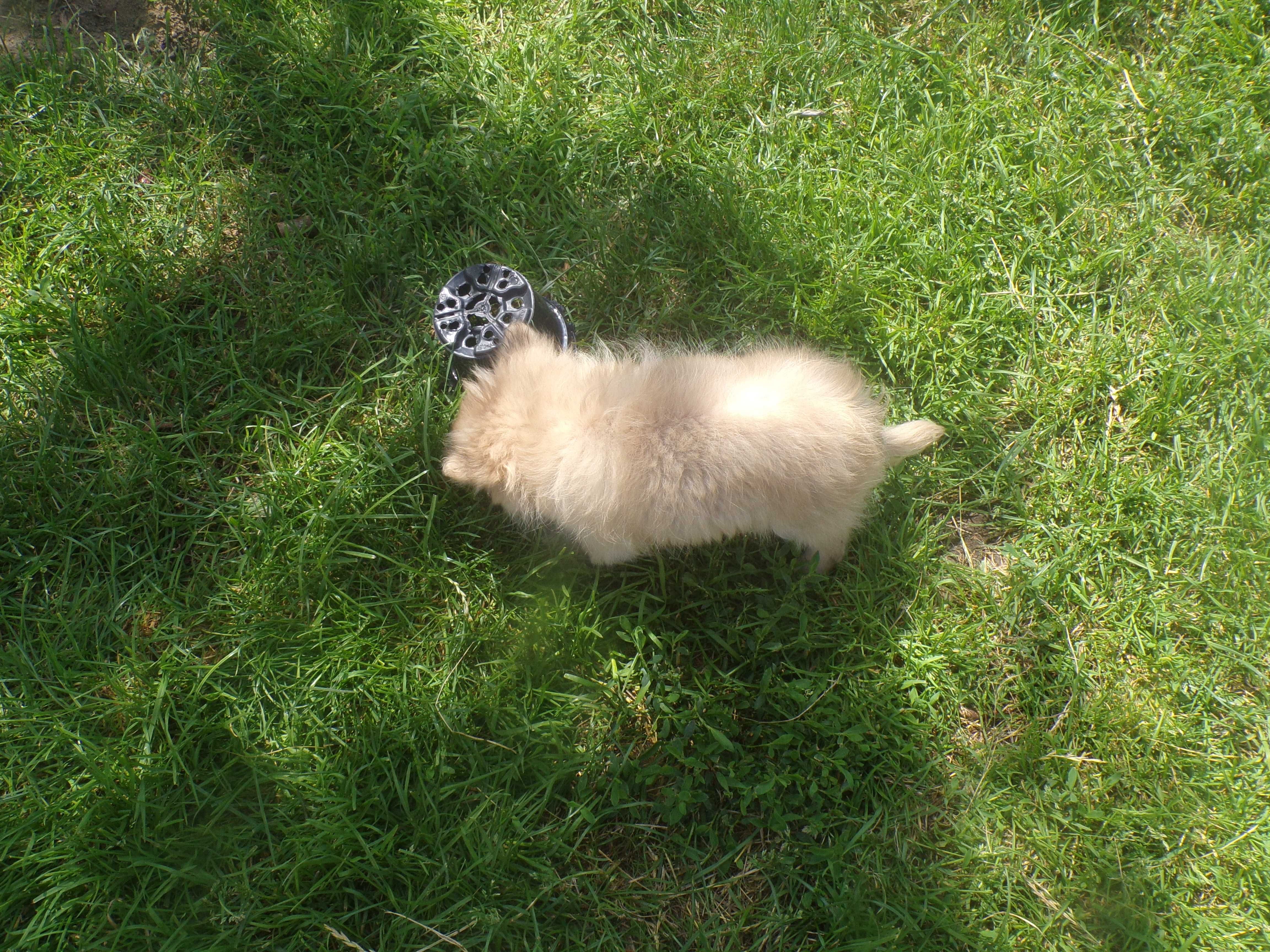 Sprzedam bardzo ładną suczkę chihuahua długowłosą
