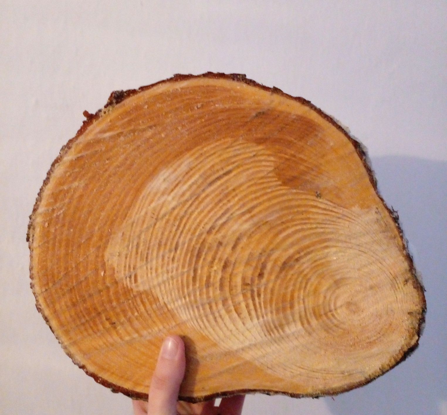 Срез дерева Слеб для саморобок