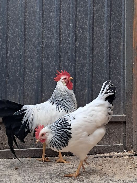 Продам курей породи італійська несушка колумбійський окрас.