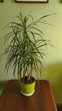 Dracena  kwiat doniczkowy