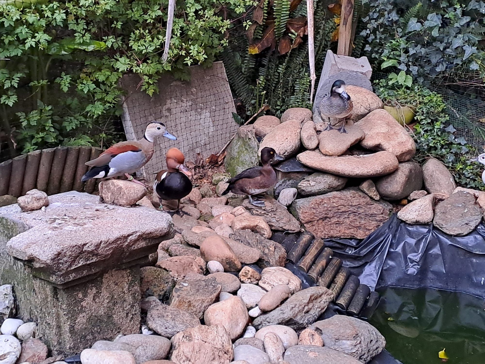 Vendo patos (Netta rufina, Piadeira do Chile, Carolino, Zarro negrinha