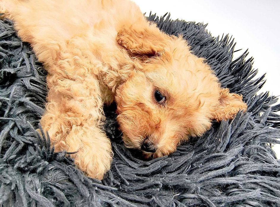 Pudel miniaturowy Aura - urocza morelowa apricot suczka