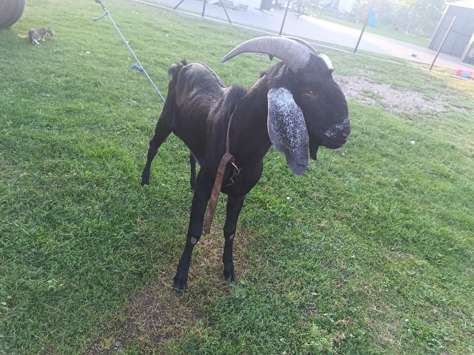 Kozioł rozpłodowy anglonubijski