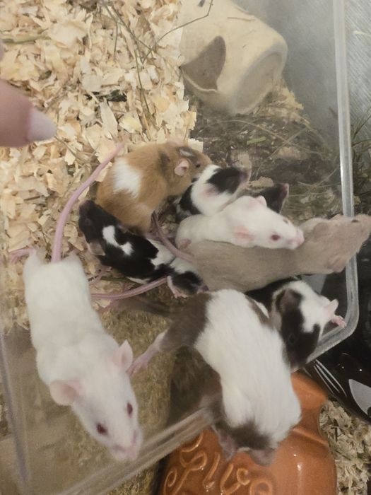 Oddam myszy do dobrego domu